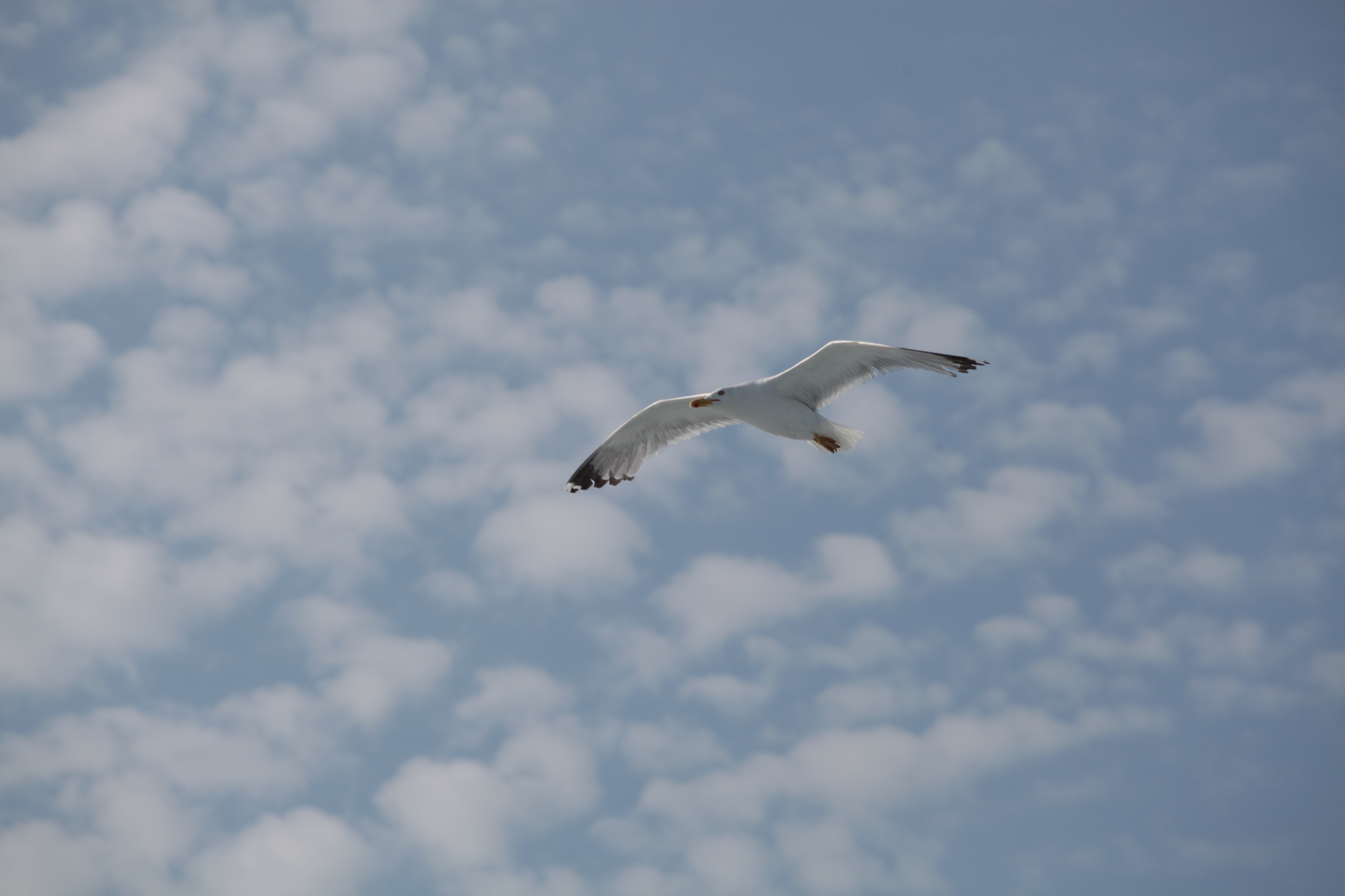 mcs_kor_1_seagull_5DMKII_2014_06_23_999_27